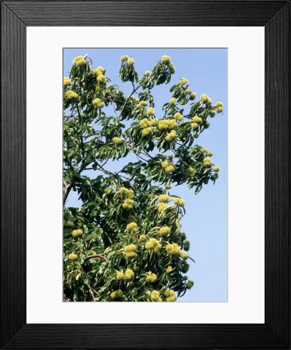 Framed Print : Sweet / Spanish chestnut - with young husks Framed Print : Sweet / Spanish chestnut - with young husks