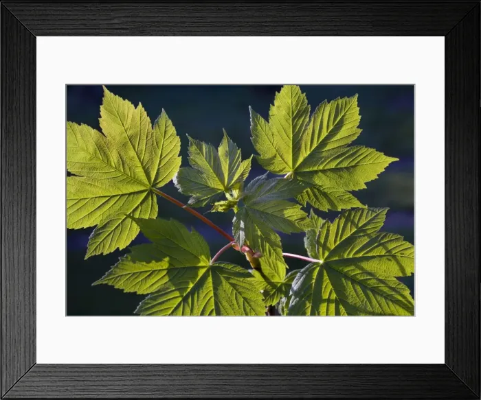 Framed Print : Sycamore / Maple leaves Framed Print : Sycamore / Maple leaves