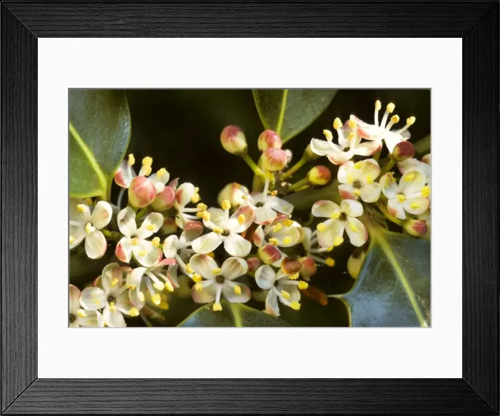 Framed Print : Holly - in blossom Framed Print : Holly - in blossom