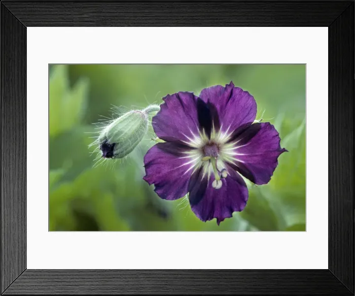 Framed Print : Mourning widow Framed Print : Mourning widow