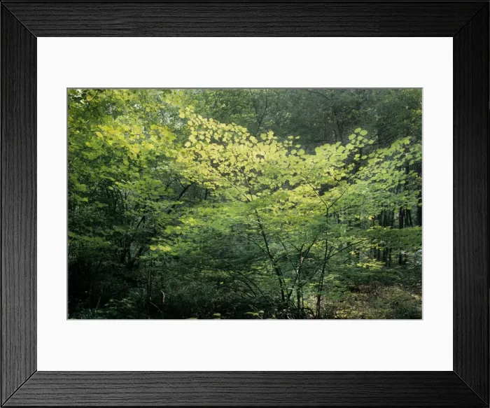 Framed Print : Hazel Tree Framed Print : Hazel Tree
