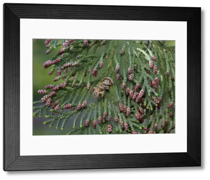 Framed Print : Western Redcedar - leaf - male blooming Framed Print : Western Redcedar - leaf - male blooming
