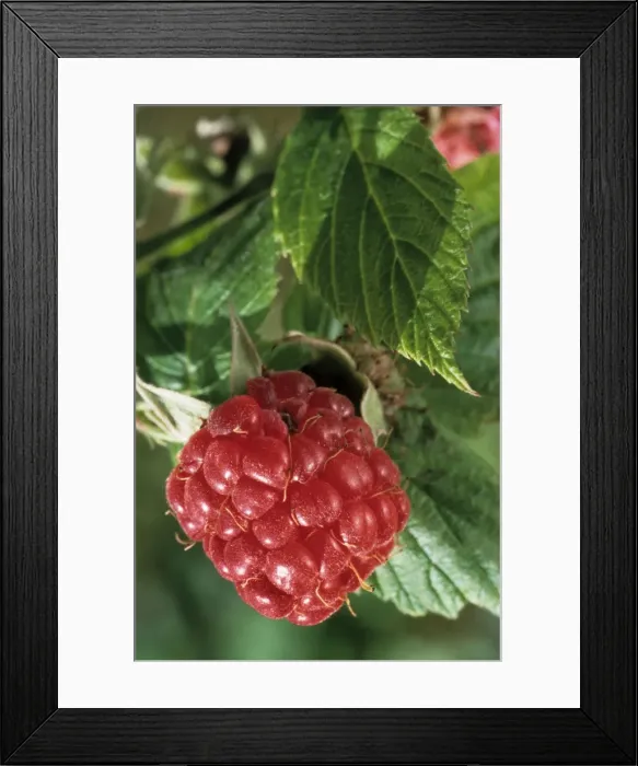 Framed Print : Raspberry - leaf and fruit Framed Print : Raspberry - leaf and fruit