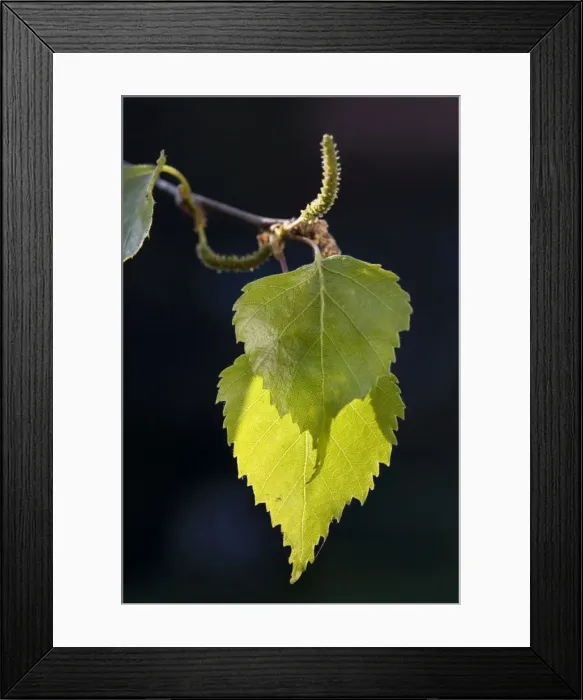 Framed Print : Silver Birch leafs Framed Print : Silver Birch leafs