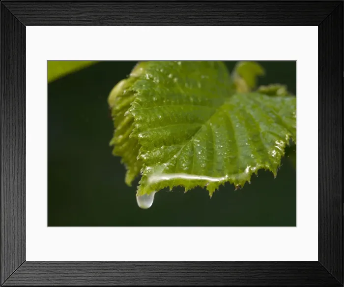 Framed Print : Hawthorn leaf and water drop Framed Print : Hawthorn leaf and water drop
