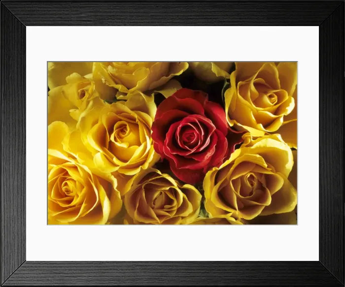 Framed Print : Rose - yellow flowers and red flowers Framed Print : Rose - yellow flowers and red flowers