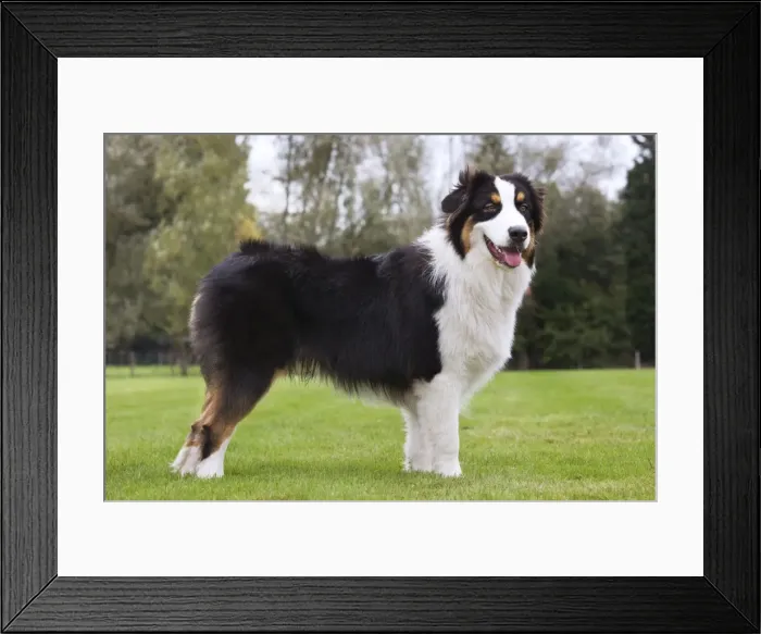 Framed Print : Australian Shepherd Framed Print : Australian Shepherd