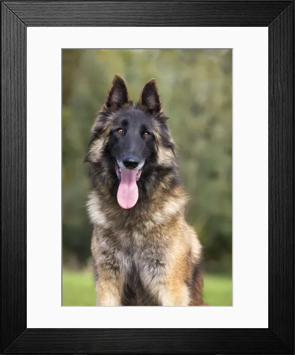 Framed Print : Belgian Tervuren dog Framed Print : Belgian Tervuren dog