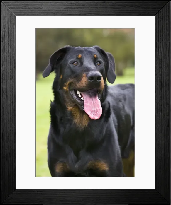 Framed Print : Beauceron dog Framed Print : Beauceron dog
