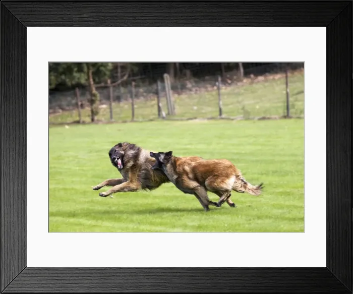 Framed Print : Belgian Tervuren dog Framed Print : Belgian Tervuren dog