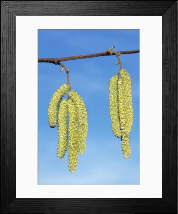 Framed Print : Common Hazel Tree - catkins Framed Print : Common Hazel Tree - catkins