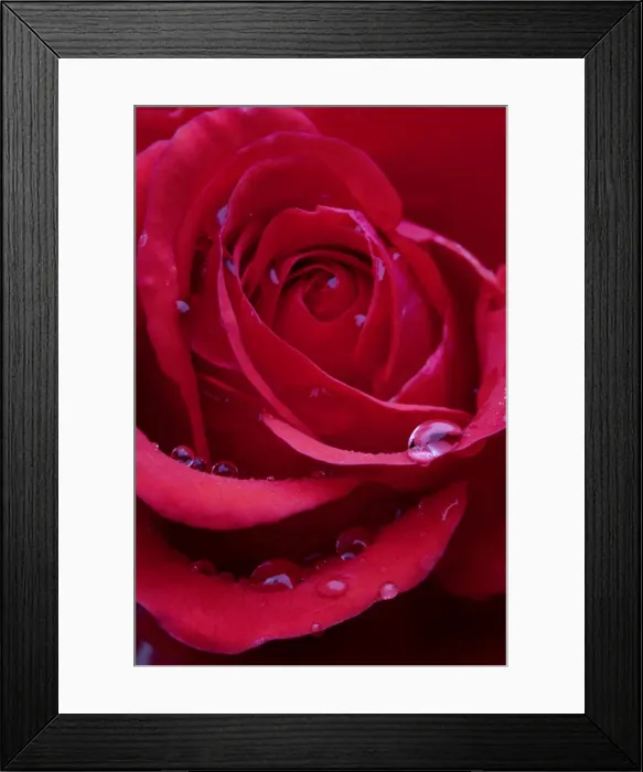 Framed Print : Red Rose - close-up Framed Print : Red Rose - close-up