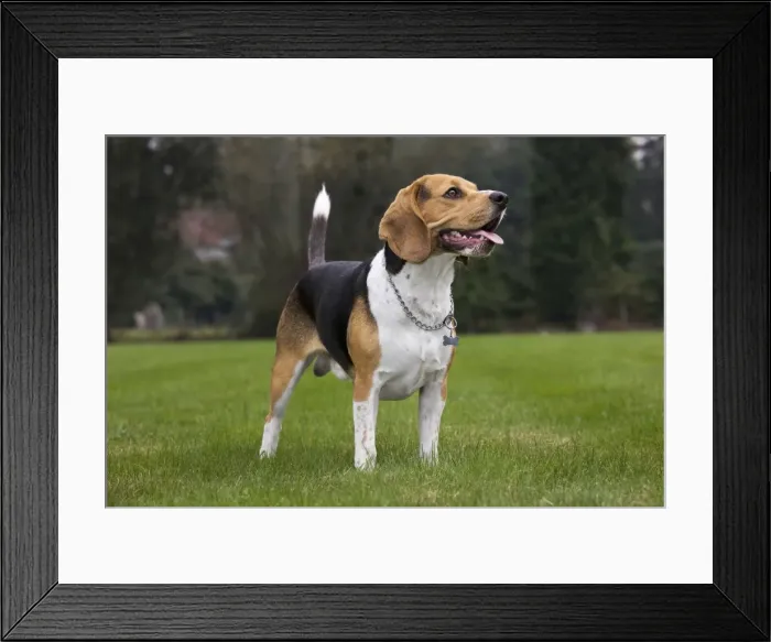 Framed Print : Beagle dog Framed Print : Beagle dog