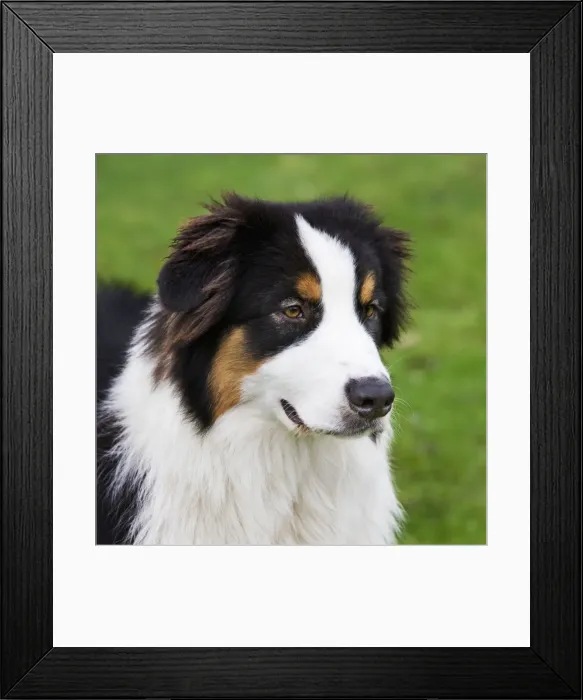 Framed Print : Australian Shepherd Framed Print : Australian Shepherd