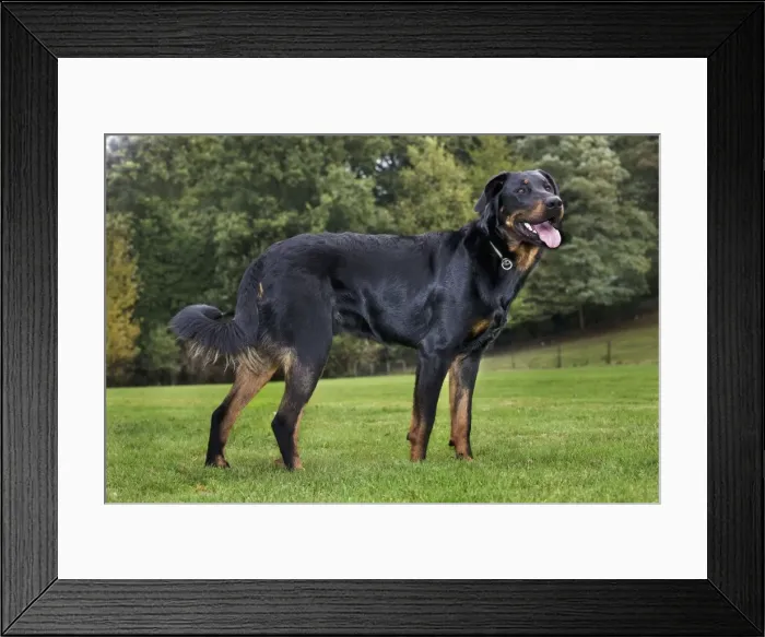 Framed Print : Beauceron dog Framed Print : Beauceron dog