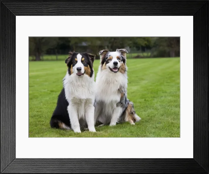 Framed Print : Australian Shepherd Framed Print : Australian Shepherd