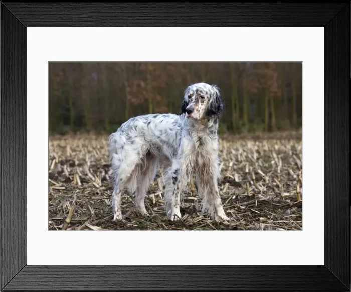 Framed Print : English Setter on countryside Framed Print : English Setter on countryside