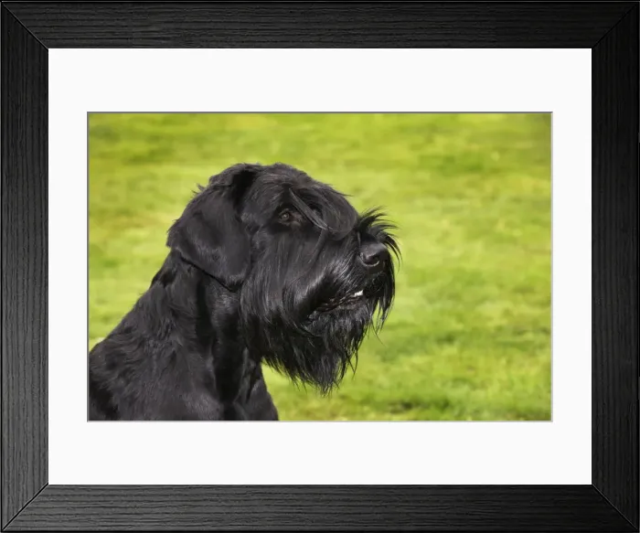 Framed Print : Gaint Schnauzer Framed Print : Gaint Schnauzer