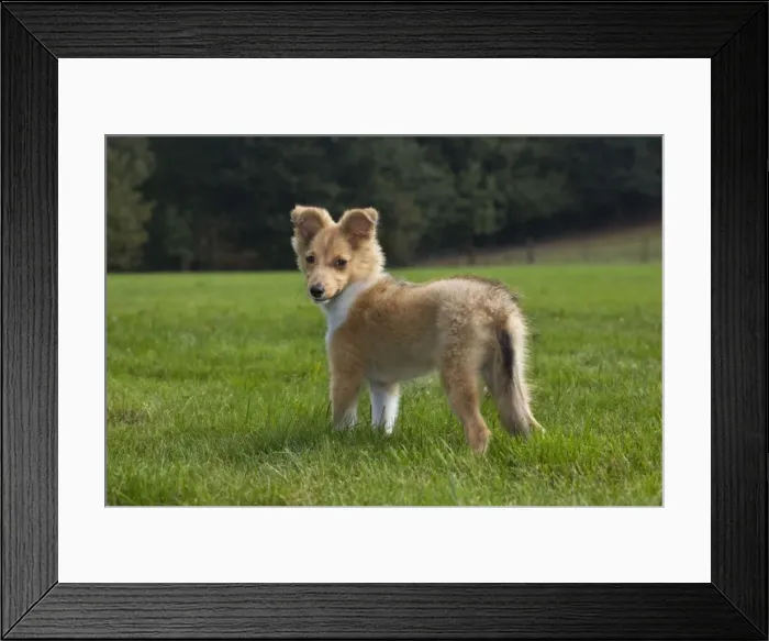 Framed Print : Shetland Sheepdog pup Framed Print : Shetland Sheepdog pup