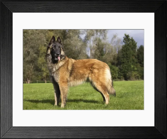 Framed Print : Belgian Tervuren dog Framed Print : Belgian Tervuren dog