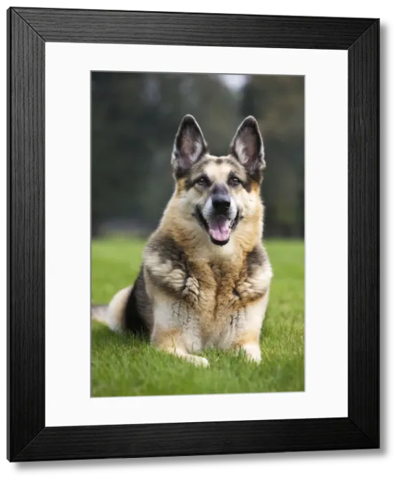 Framed Print : Alsation also German Shepherd dog