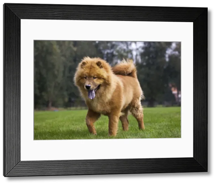 Framed Print : Chow Chow dog Framed Print : Chow Chow dog