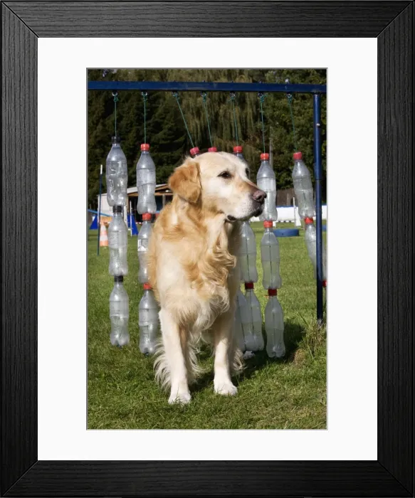 Framed Print : Golden Retriever at dog school
