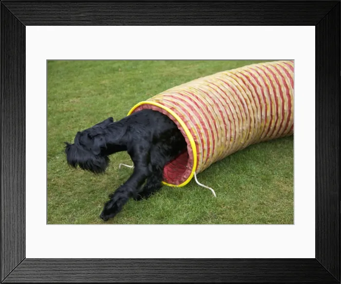 Framed Print : Gaint Schnauzer doing agility Framed Print : Gaint Schnauzer doing agility