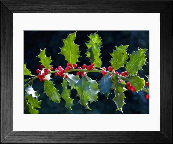 Framed Print : Holly or European Holly with berrys Framed Print : Holly or European Holly with berrys