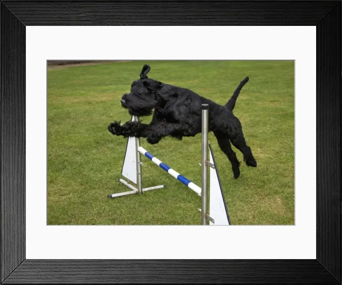 Framed Print : Gaint Schnauzer doing agility Framed Print : Gaint Schnauzer doing agility