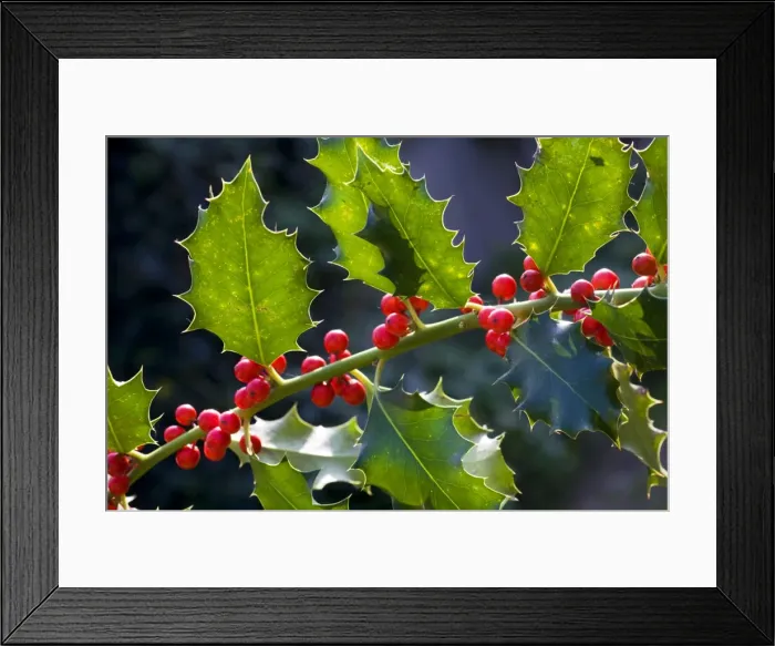 Framed Print : Holly or European Holly with berrys Framed Print : Holly or European Holly with berrys
