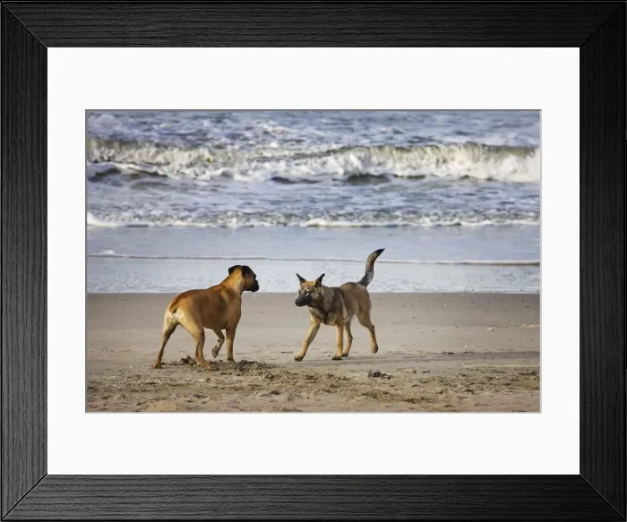 Framed Print : Boxer and Alsatian on seaside encouter Framed Print : Boxer and Alsatian on seaside encouter