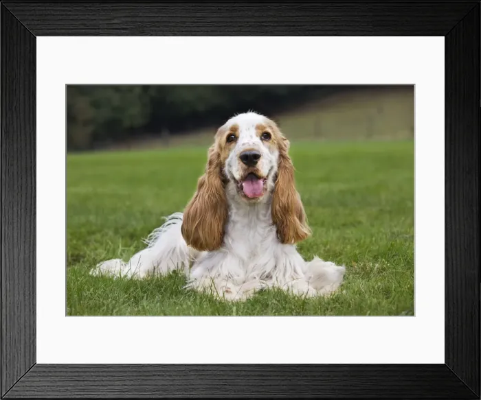 Framed Print : English Cocker Spaniel