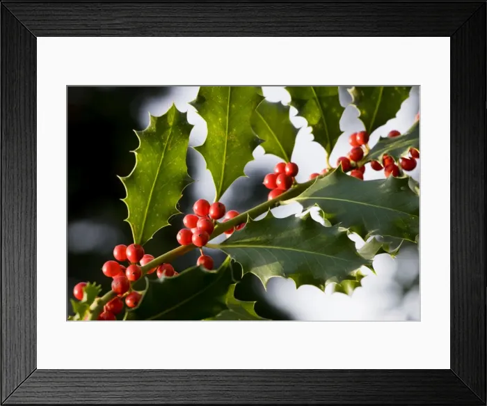 Framed Print : Holly or European Holly with berrys Framed Print : Holly or European Holly with berrys