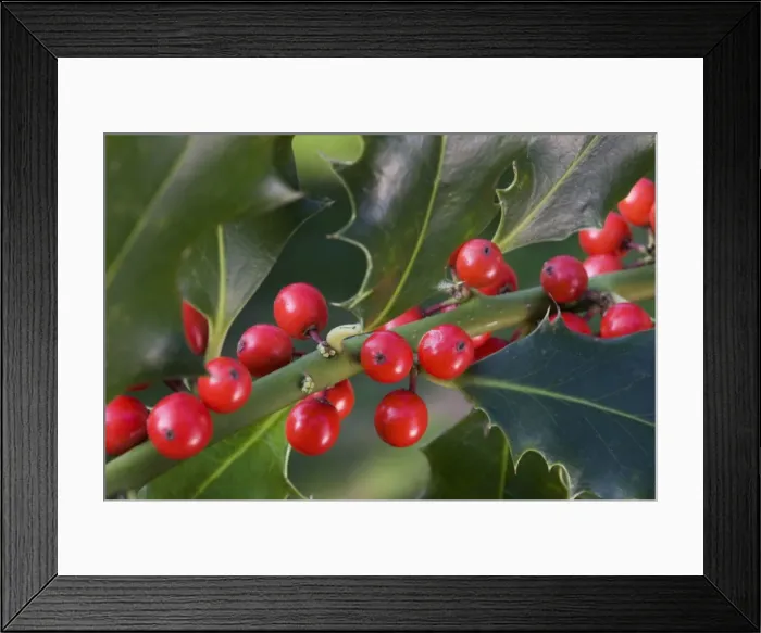 Framed Print : Holly or European Holly with berrys Framed Print : Holly or European Holly with berrys