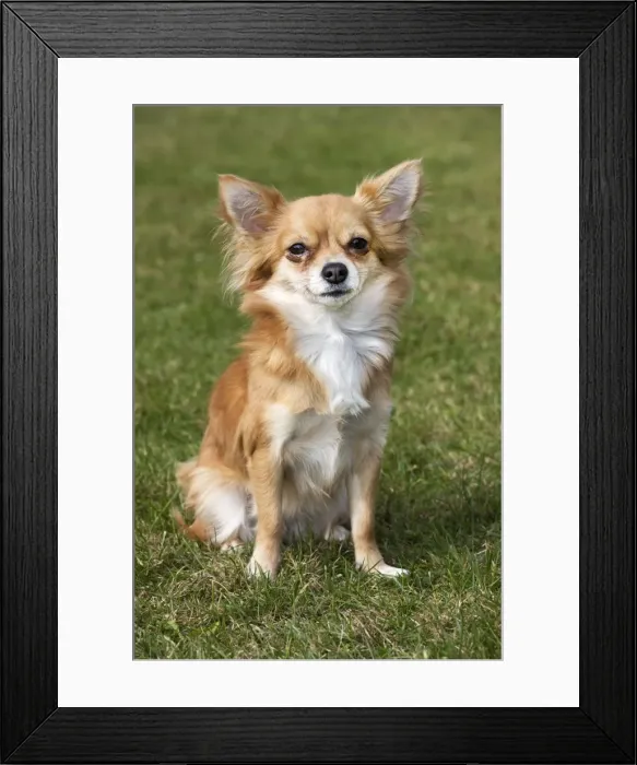 Framed Print : Papillon dog Framed Print : Papillon dog