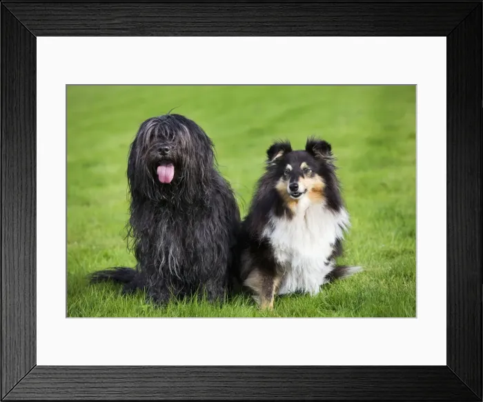 Framed Print : Schapendoes or Dutch Sheepdog with Sheltie Framed Print : Schapendoes or Dutch Sheepdog with Sheltie