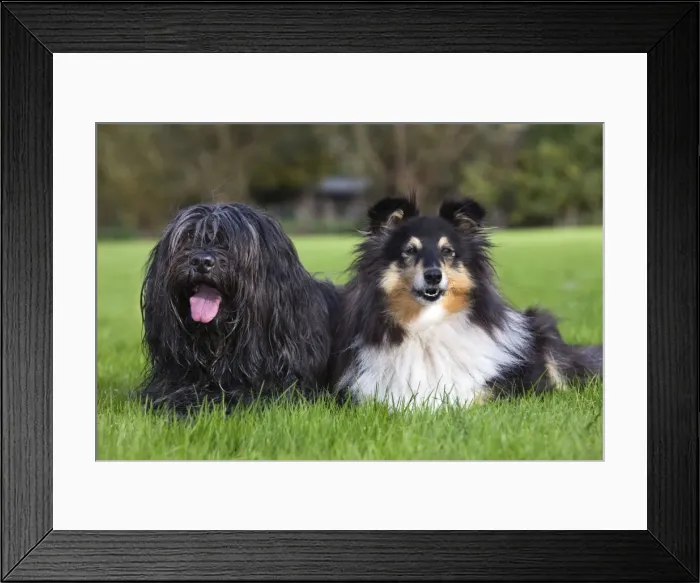 Framed Print : Schapendoes or Dutch Sheepdog with Sheltie Framed Print : Schapendoes or Dutch Sheepdog with Sheltie