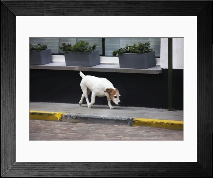 Framed Print : Jack Russell terrier on street Framed Print : Jack Russell terrier on street