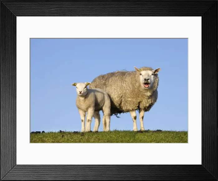 Framed Print : Sheep with lamb on dyke bleating - Texel - island - Netherlands Framed Print : Sheep with lamb on dyke bleating - Texel - island - Netherlands