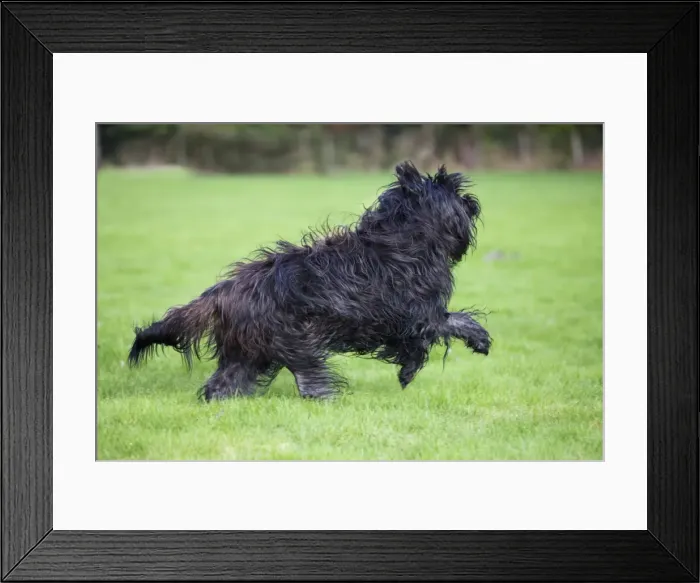 Framed Print : Schapendoes or Dutch Sheepdog running Framed Print : Schapendoes or Dutch Sheepdog running