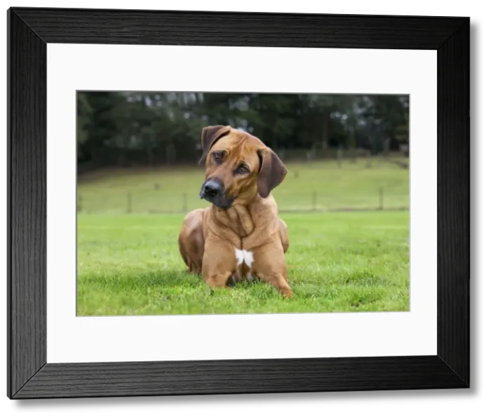 Framed Print : Rhodesian Ridgeback Framed Print : Rhodesian Ridgeback