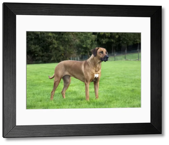 Framed Print : Rhodesian Ridgeback Framed Print : Rhodesian Ridgeback