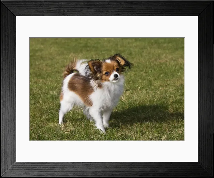 Framed Print : Papillon dog Framed Print : Papillon dog