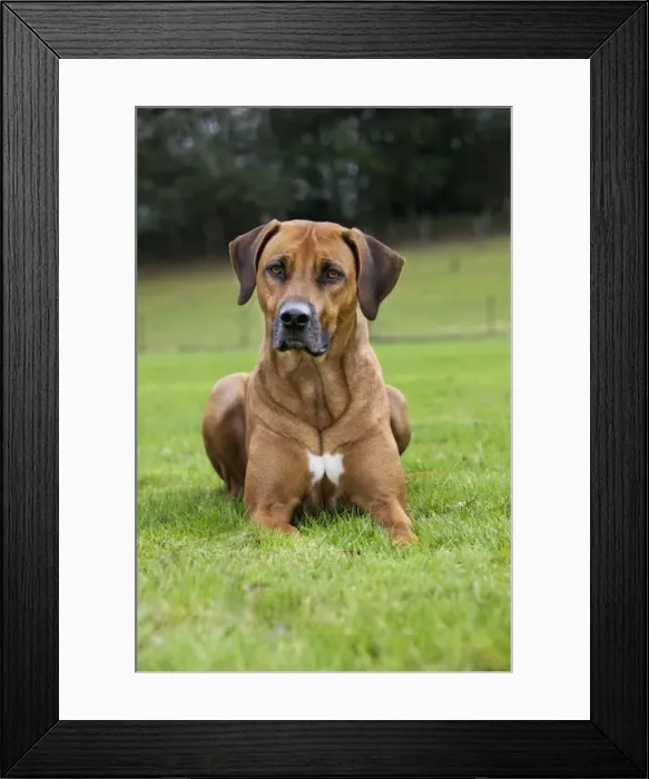 Framed Print : Rhodesian Ridgeback Framed Print : Rhodesian Ridgeback