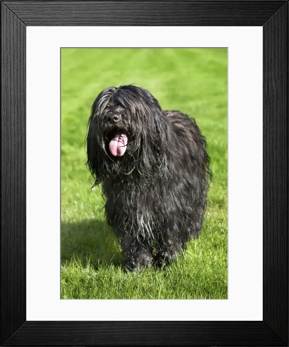 Framed Print : Schapendoes or Dutch Sheepdog Framed Print : Schapendoes or Dutch Sheepdog