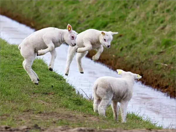 Lambs jumping - Texel - island - Netherlands