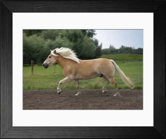 Framed Print : Haflinger or Avelignese Framed Print : Haflinger or Avelignese