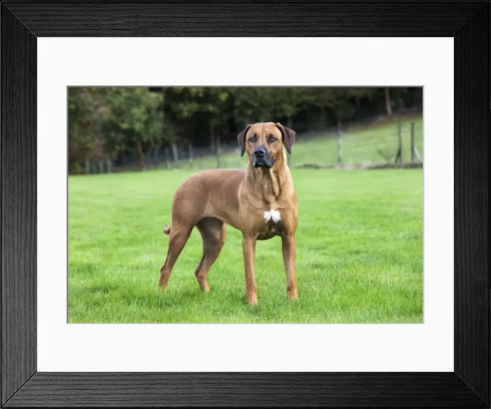 Framed Print : Rhodesian Ridgeback Framed Print : Rhodesian Ridgeback