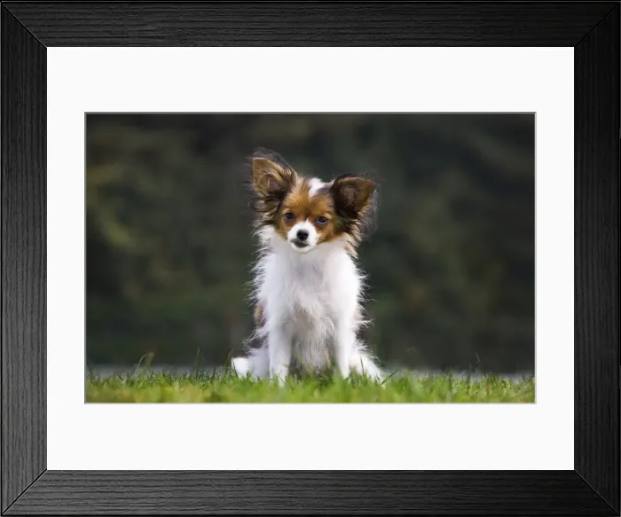 Framed Print : Papillon dog Framed Print : Papillon dog